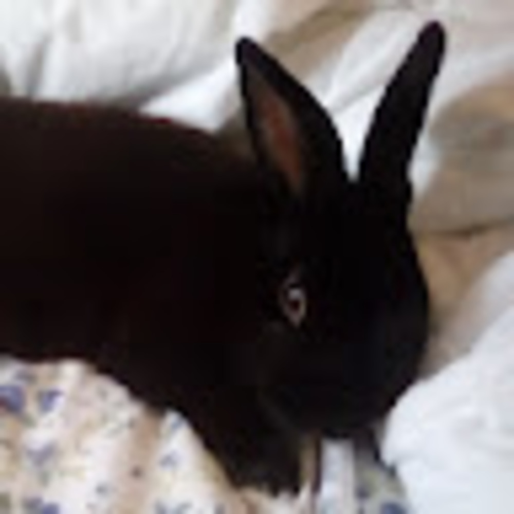 Meet your Posher, Audrey